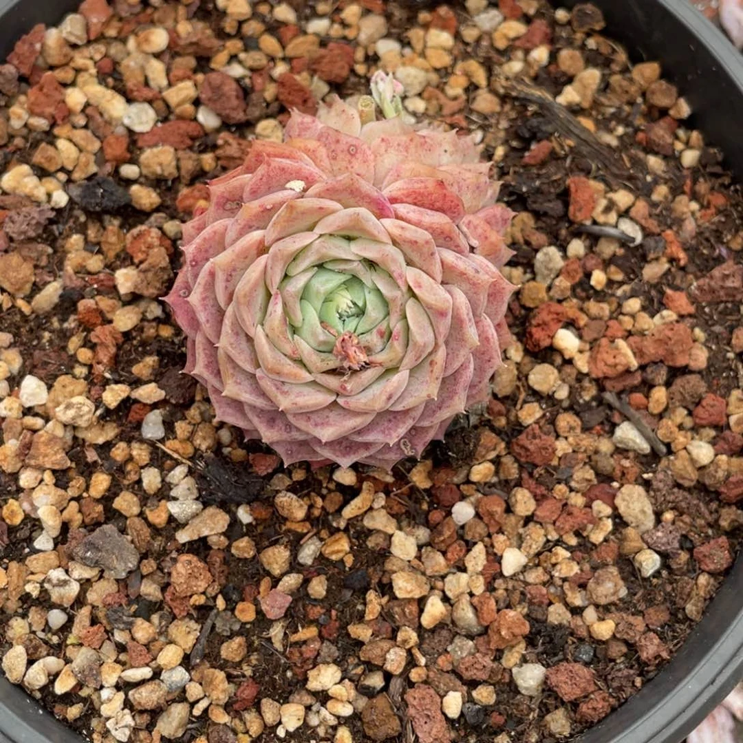 巧****姐红心月影小双头小姐姐专拍