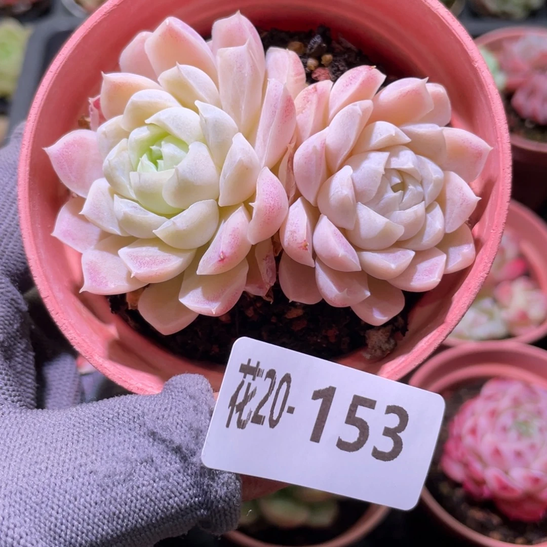 花利美20-153白月影