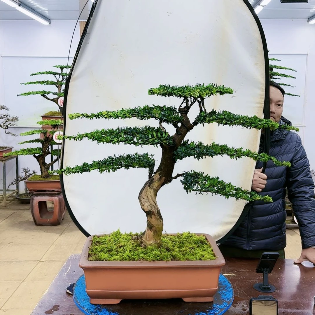 盆景欢迎大家一起来捡漏