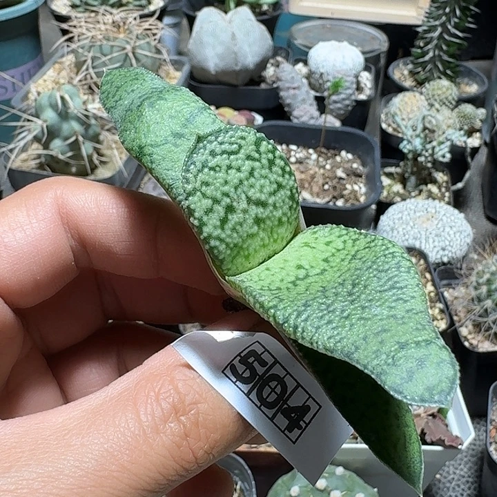 504龙虎豹卧牛脱土发货