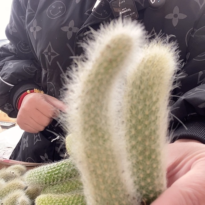 白毛九尾狐7厘米左右，6颗带土球