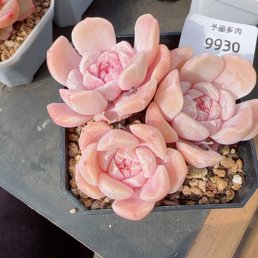 长杆汉堡多肉，9930开播福利