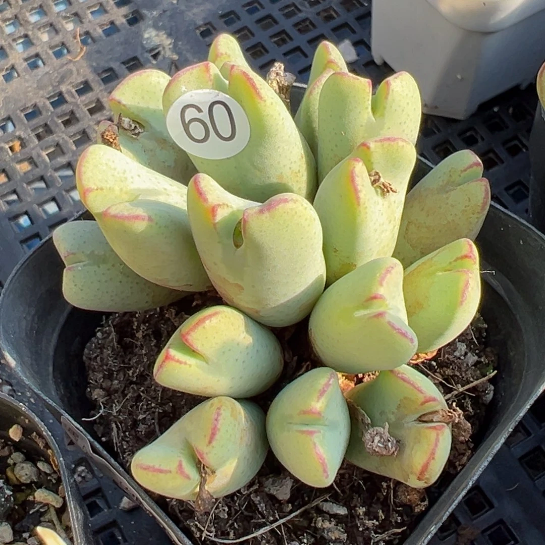 多肉植物111111111111