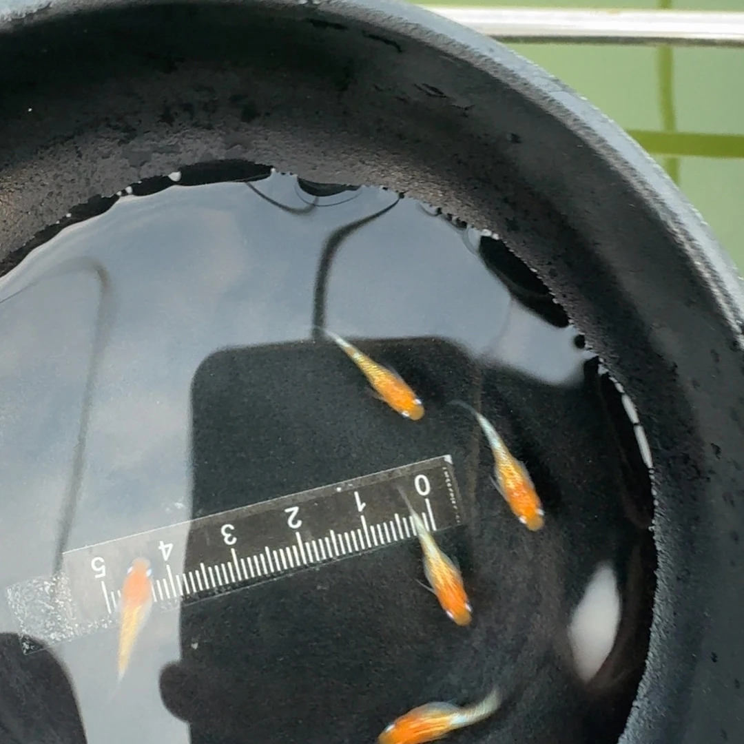 青鳉王华短体6条538