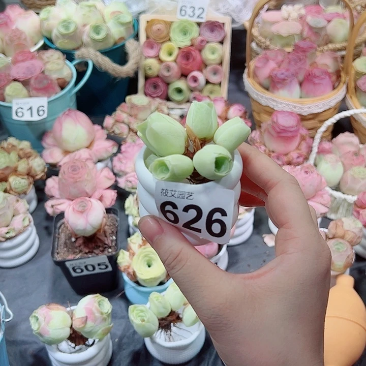 626小绣球群。  一物一拍