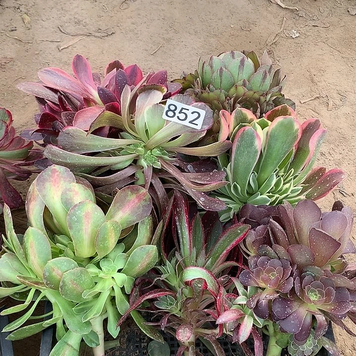 852七棵小星星多肉植物组合1