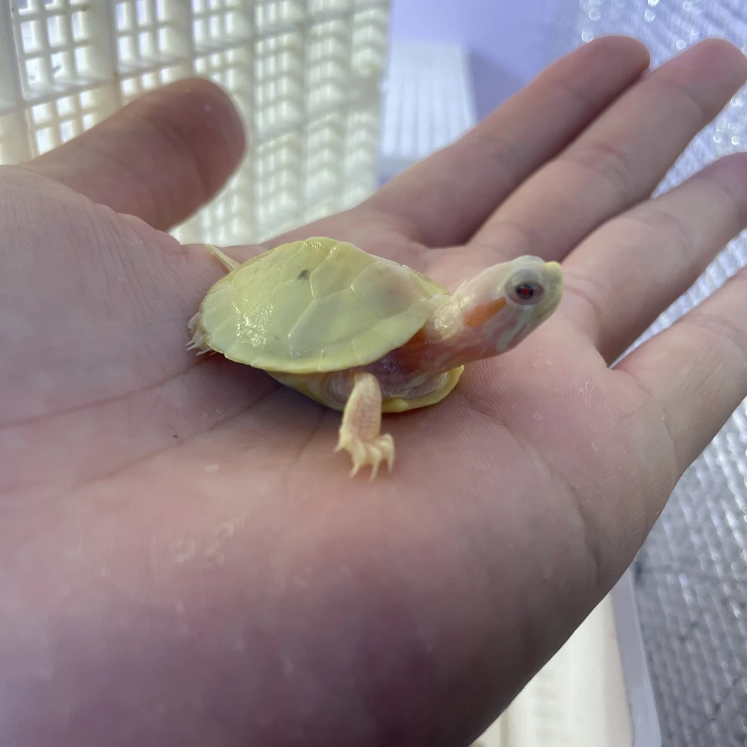 白巴龟宠物深水小乌龟变异白化龟苗（夜明珠半代）