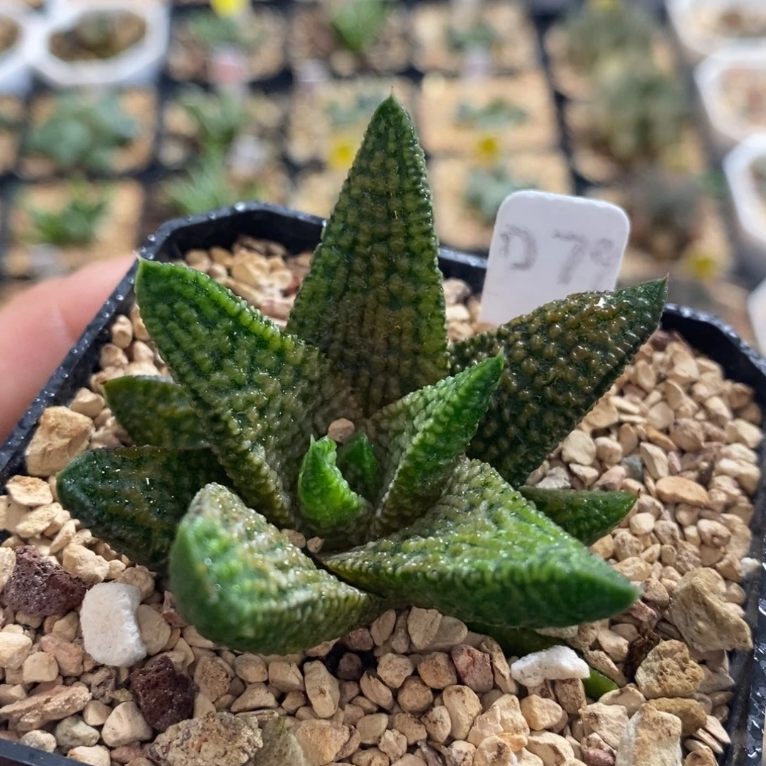 不开花植物79大理石女王