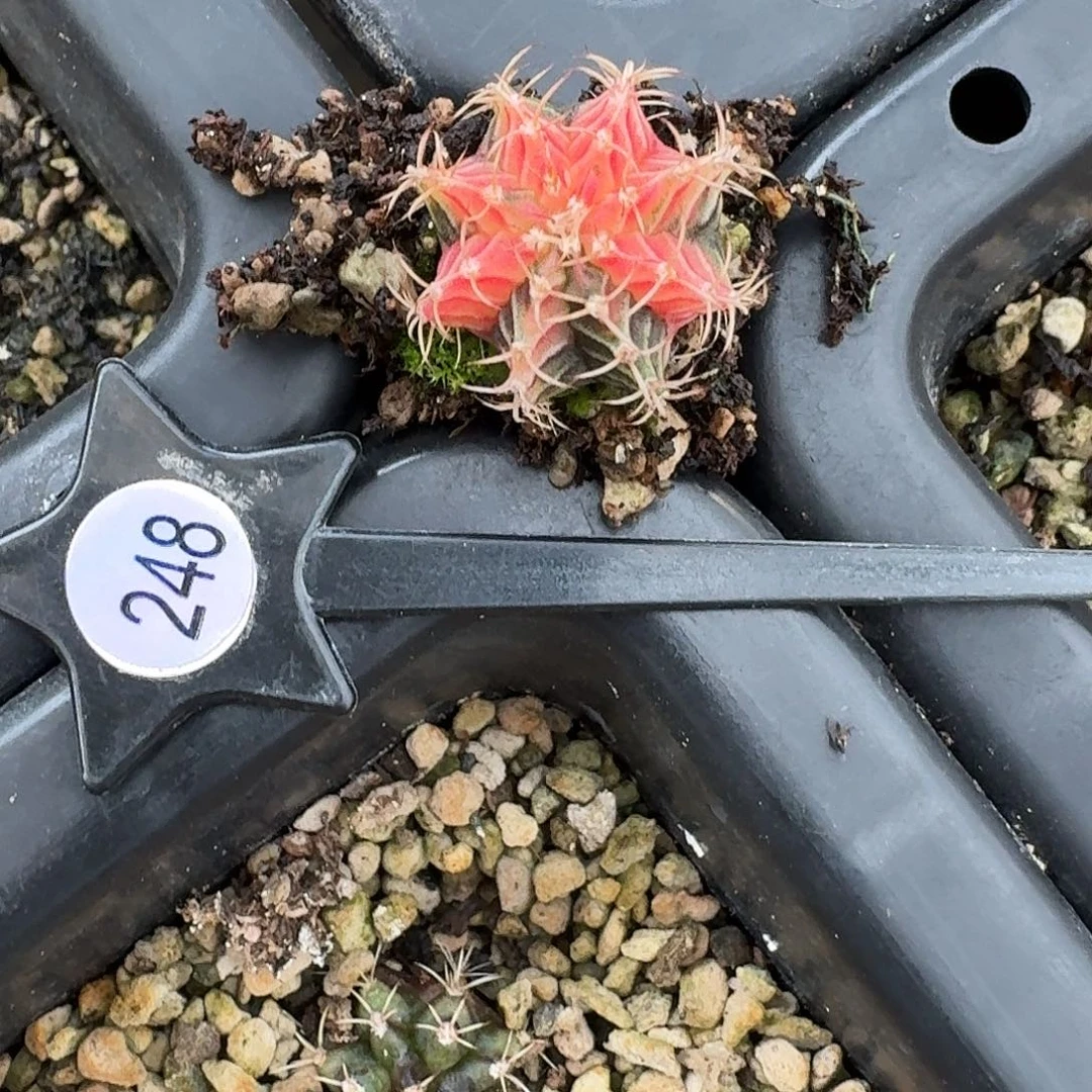 老***丐米哈实生自然锦248