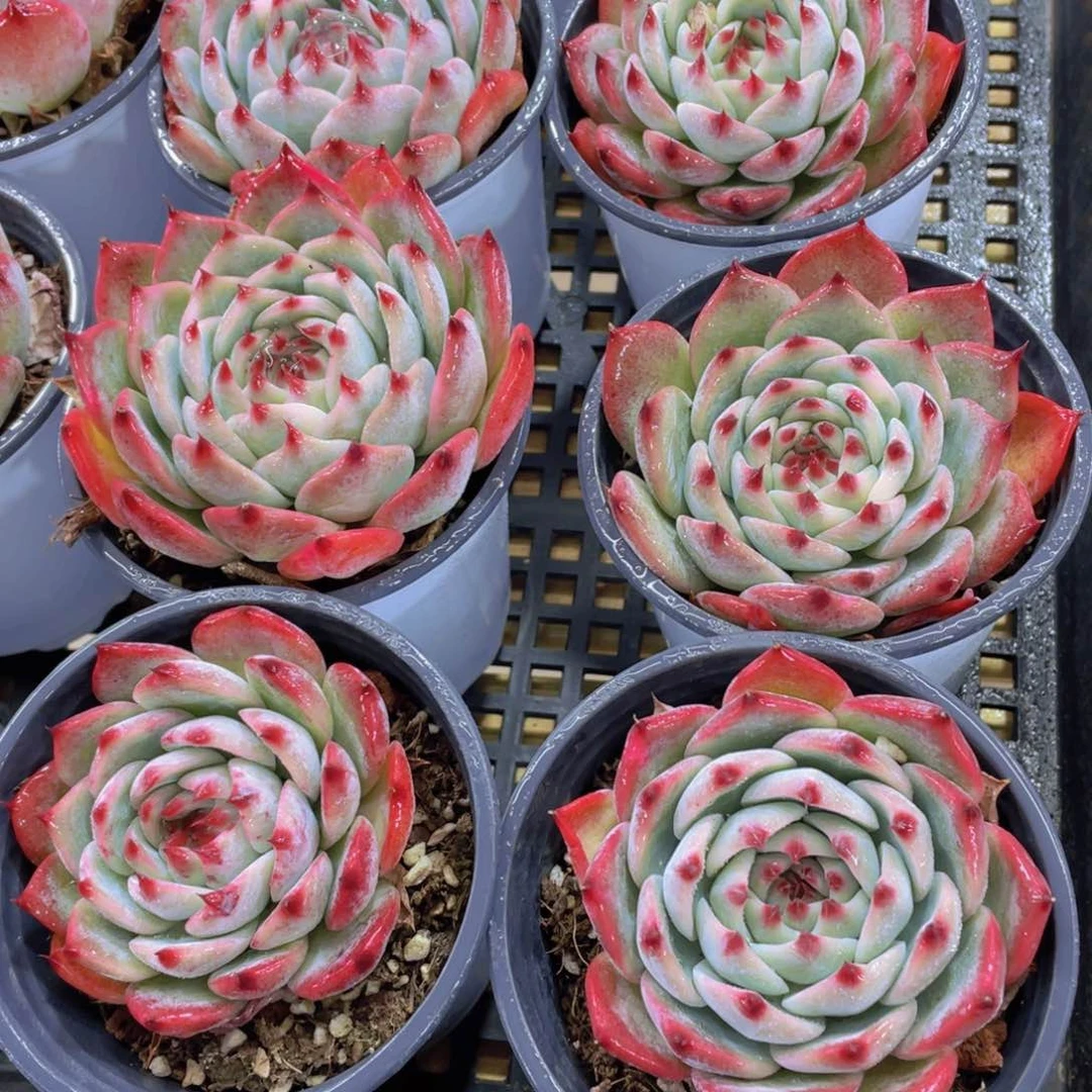 量拍7号 吉娃娃水蜜桃单头一个