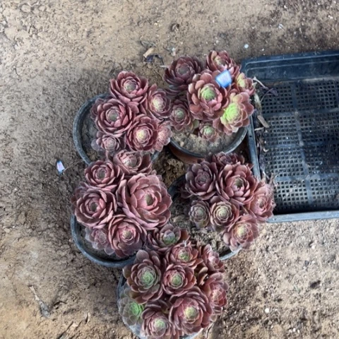 996多肉植物组合