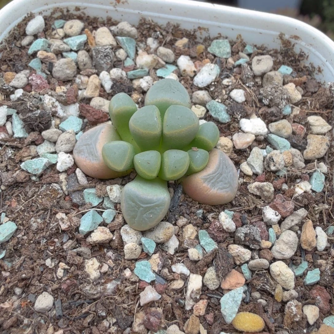 A262五十玲玉锦一物一拍