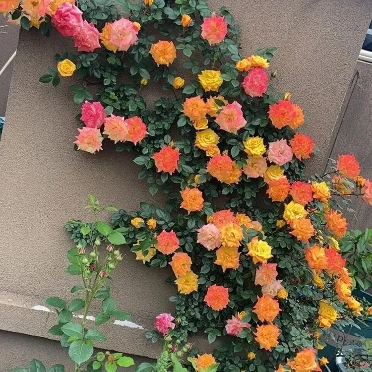藤彩虹藤本月季花苗盆栽爬藤植物四季开花卉阳台庭院玫瑰蔷薇爬墙