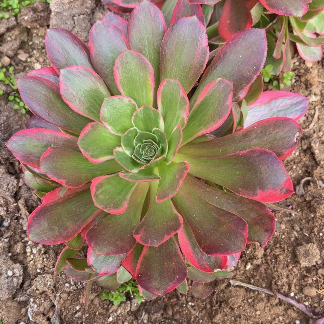 满18包邮粉女妖多肉植物手捧