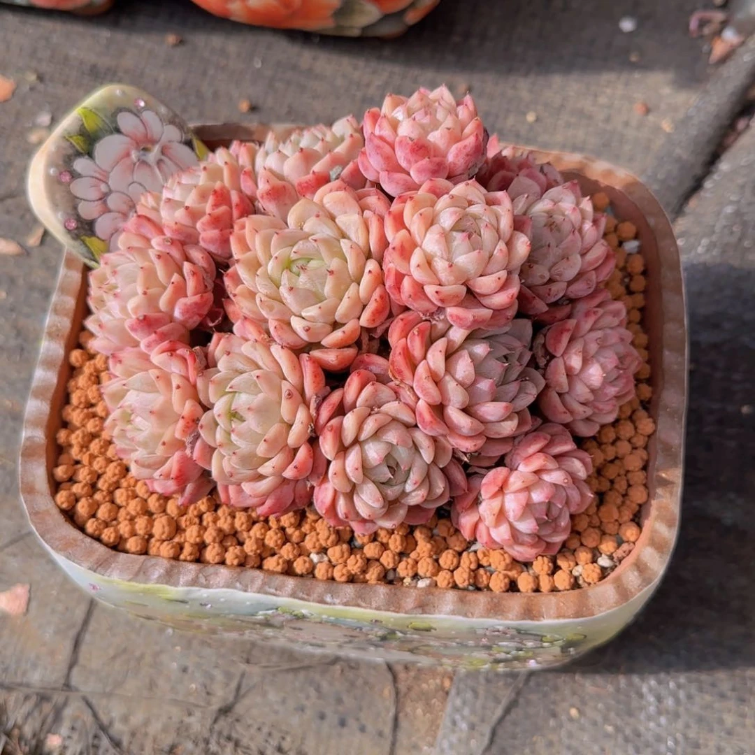 多肉植物 0000000