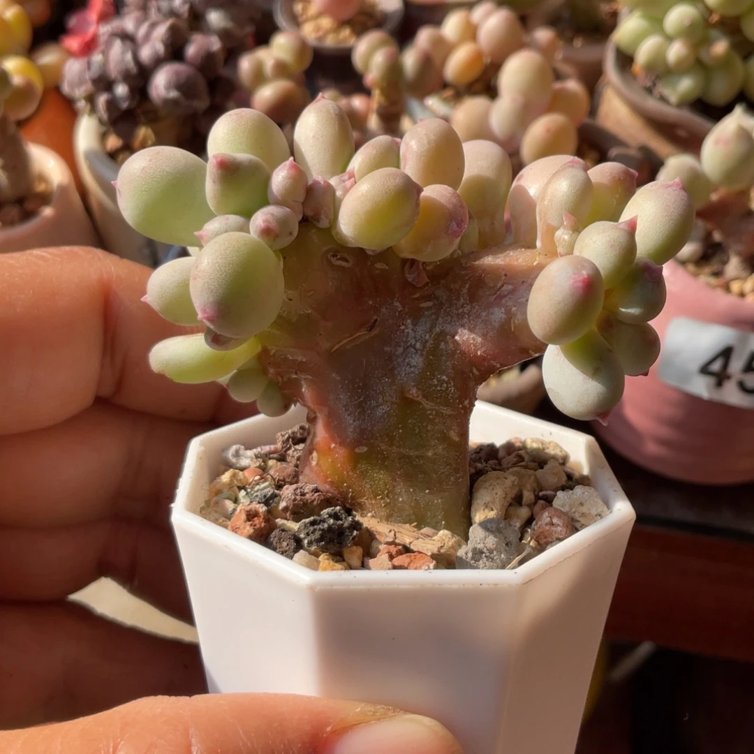 苹果奶缀小树带盆