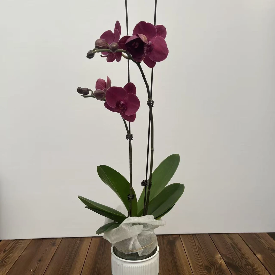 花香兰苑【蒙特勒】3.5寸单剑带花带苞 精品蝴蝶兰鲜花盆栽