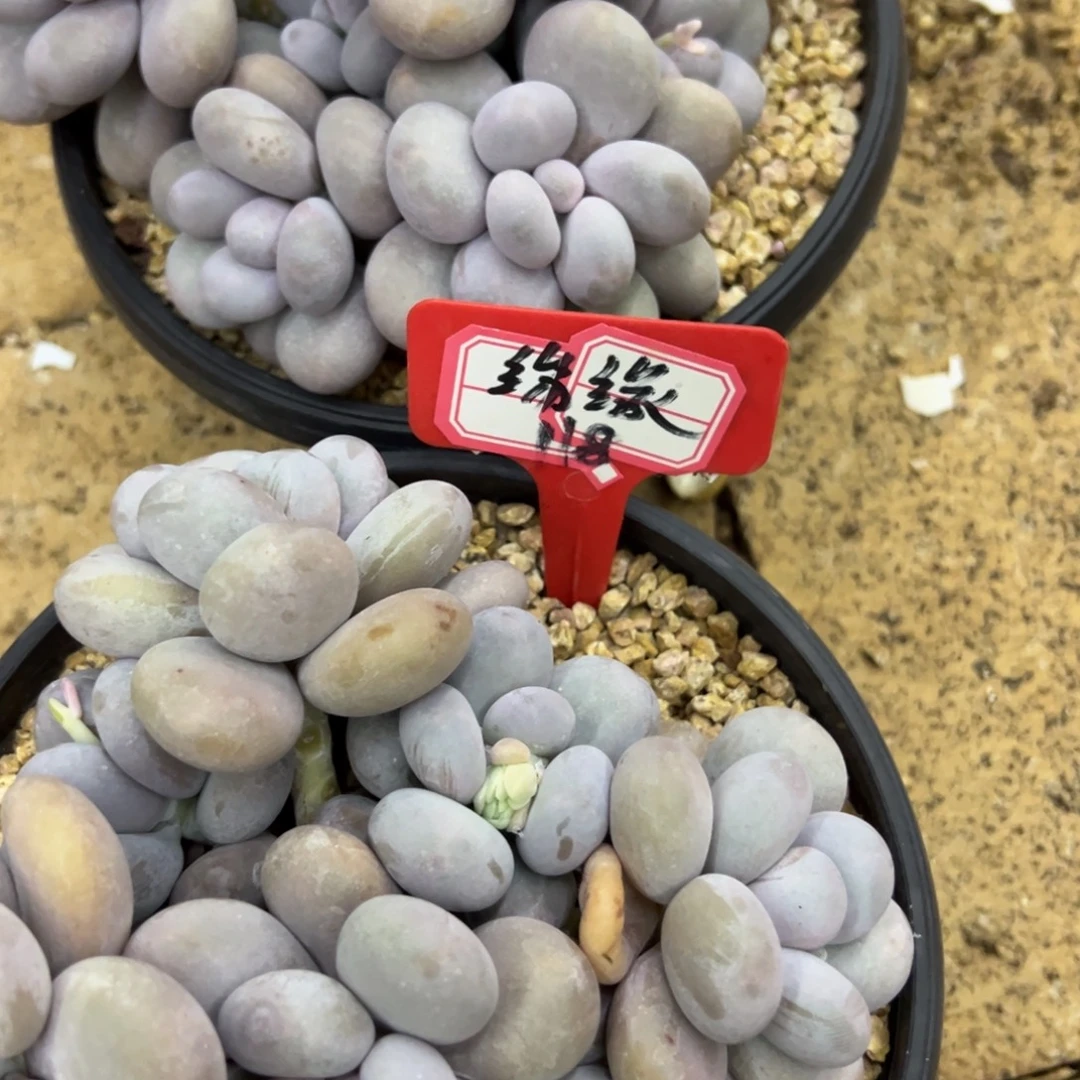 缘***袁我在等他呢，缘118。