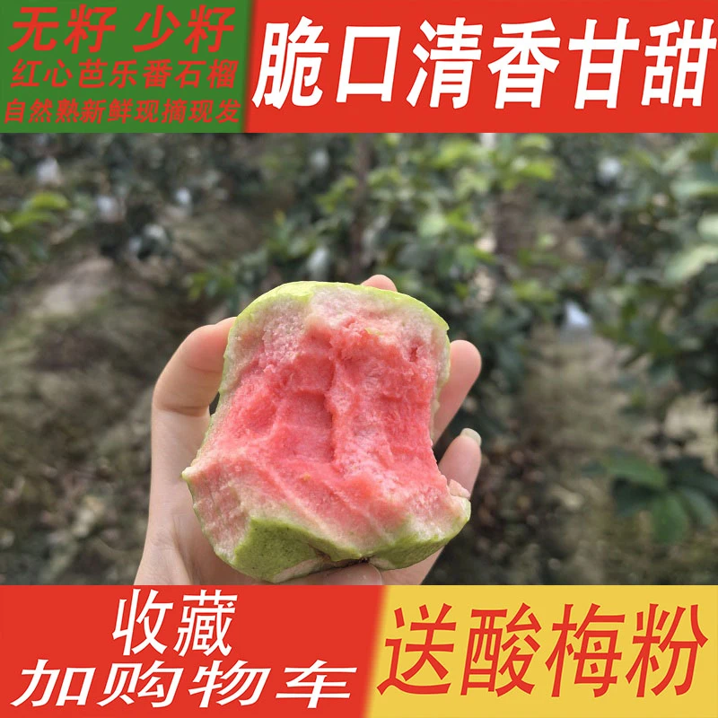 广东汕尾红宝石无籽少籽脆甜红心芭乐水果当季新鲜采摘产地直发