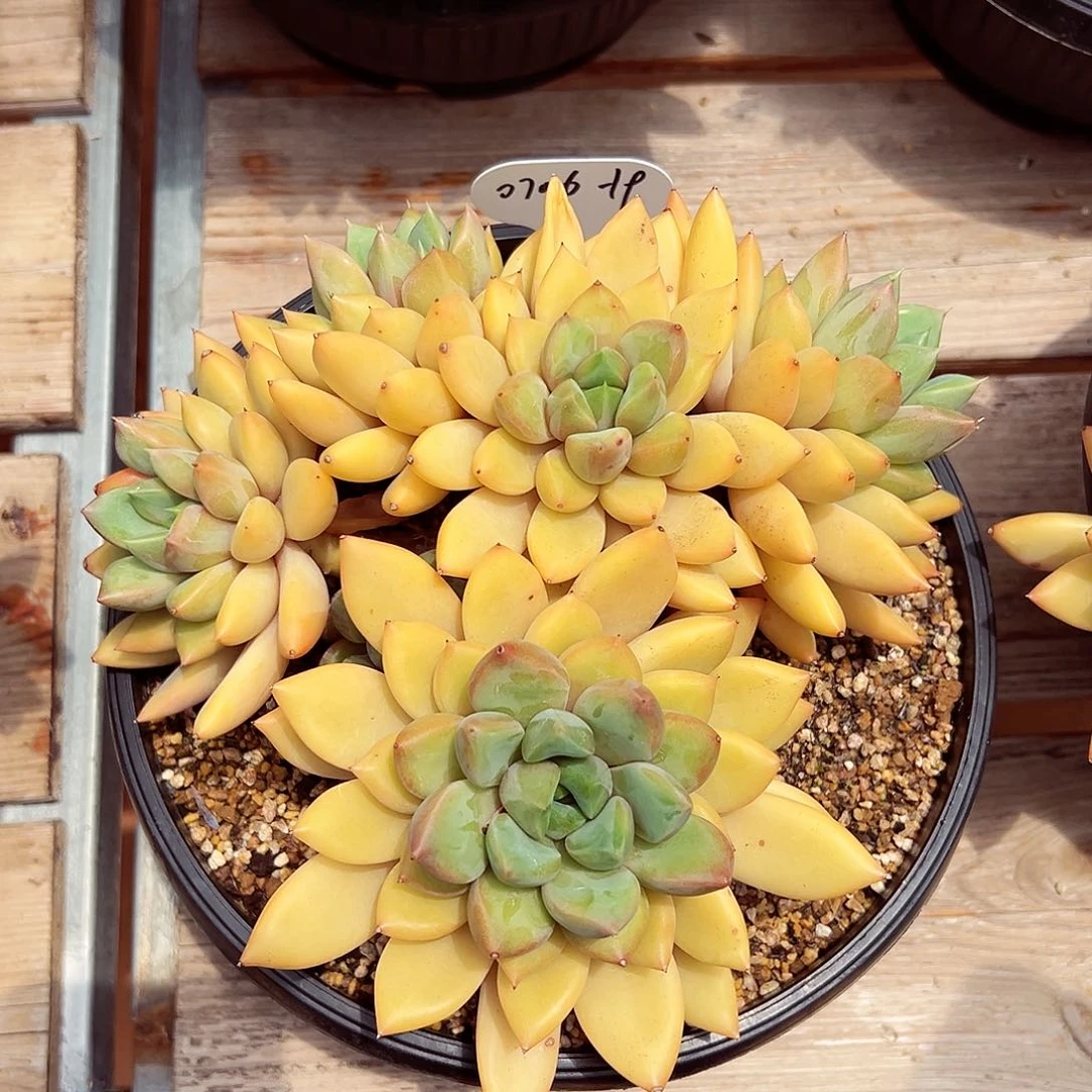 0706-19红象牙群。