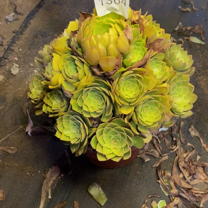 桃花石多肉断头不包1364