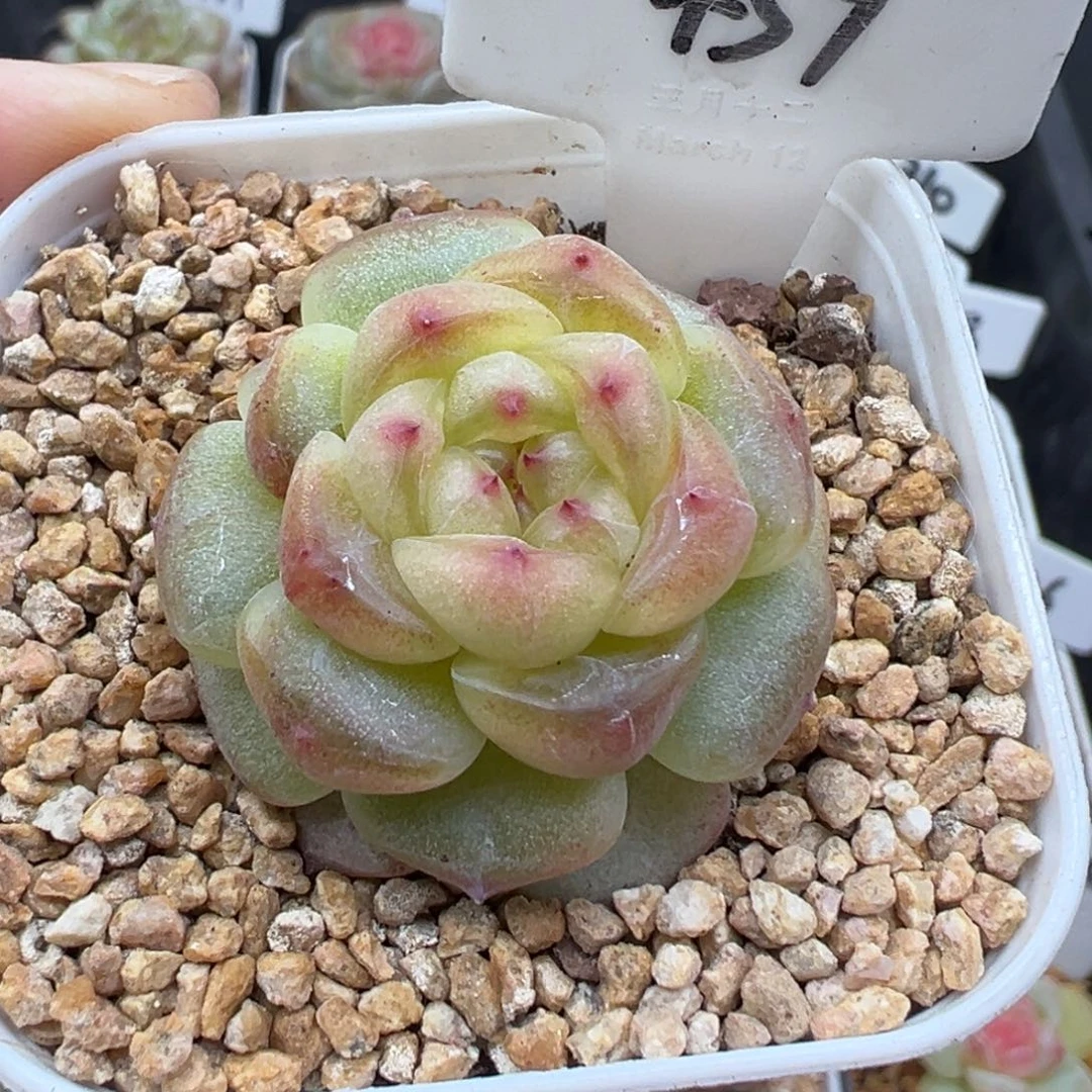 459号玩家货孤品 晗雨