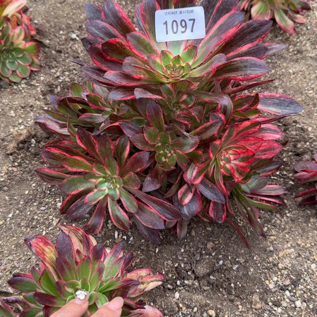 _***?1094红钻到秋天。多肉植物