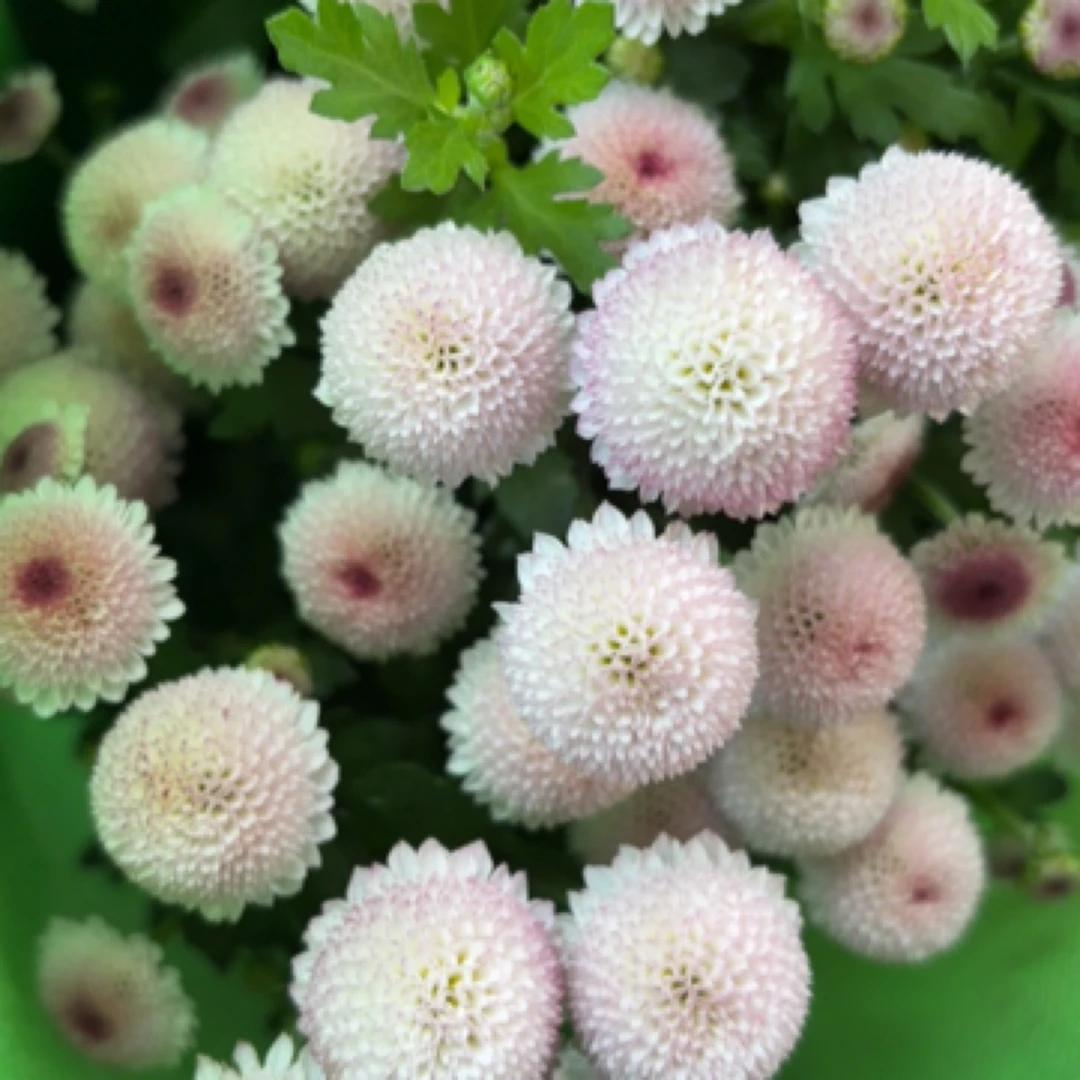 圆形多头小雏菊盆栽
