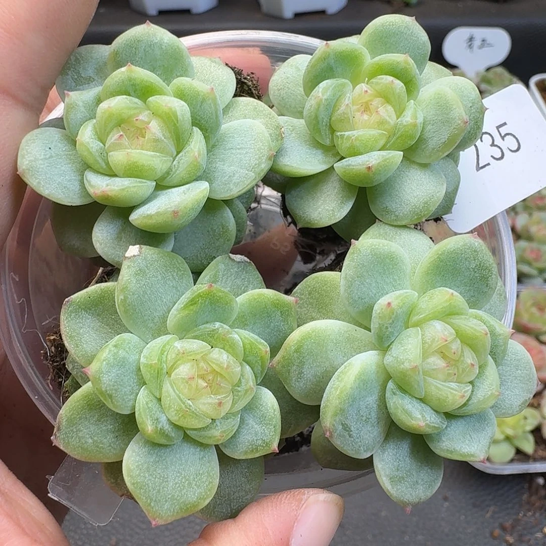 一物一拍一物一拍918-235