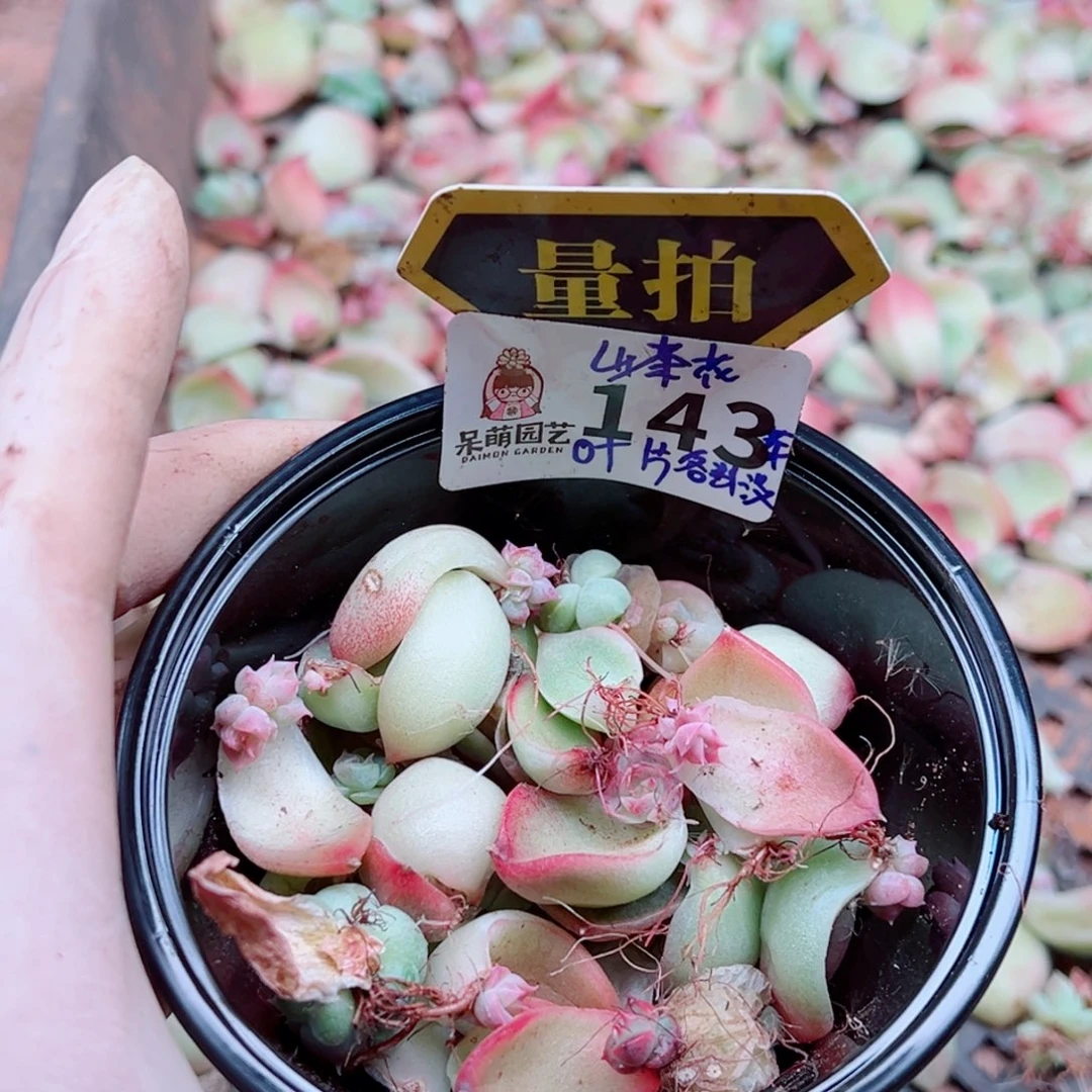 多肉植物多肉植物
