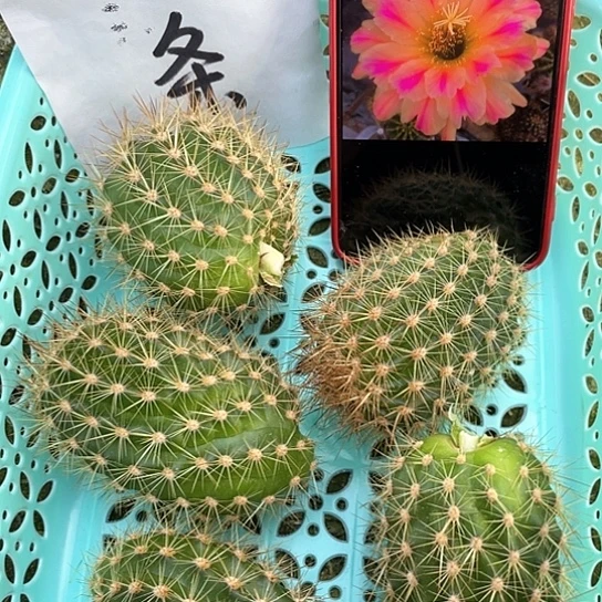 粉条 无根大侧牙 包邮