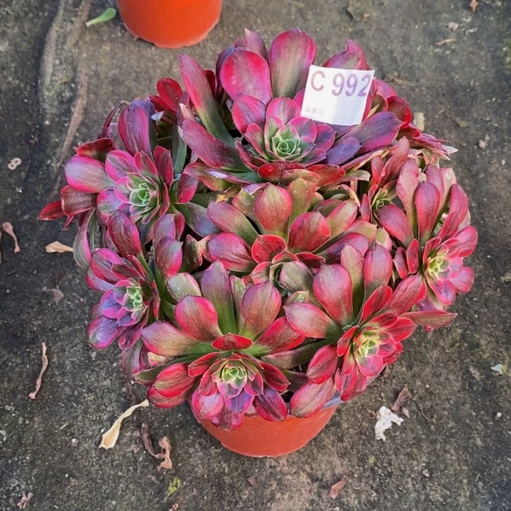 安娜妖桩多肉992