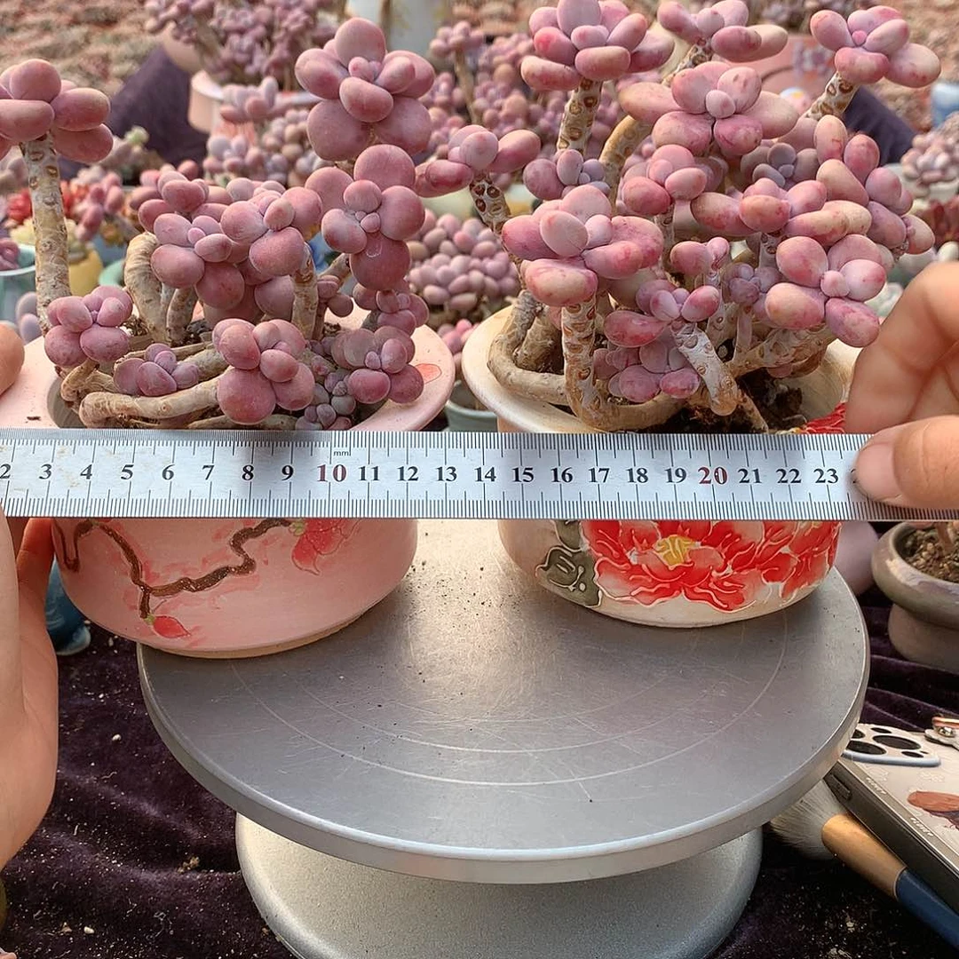 蓝***鱼100号两颗不带盆偏远的不包邮的