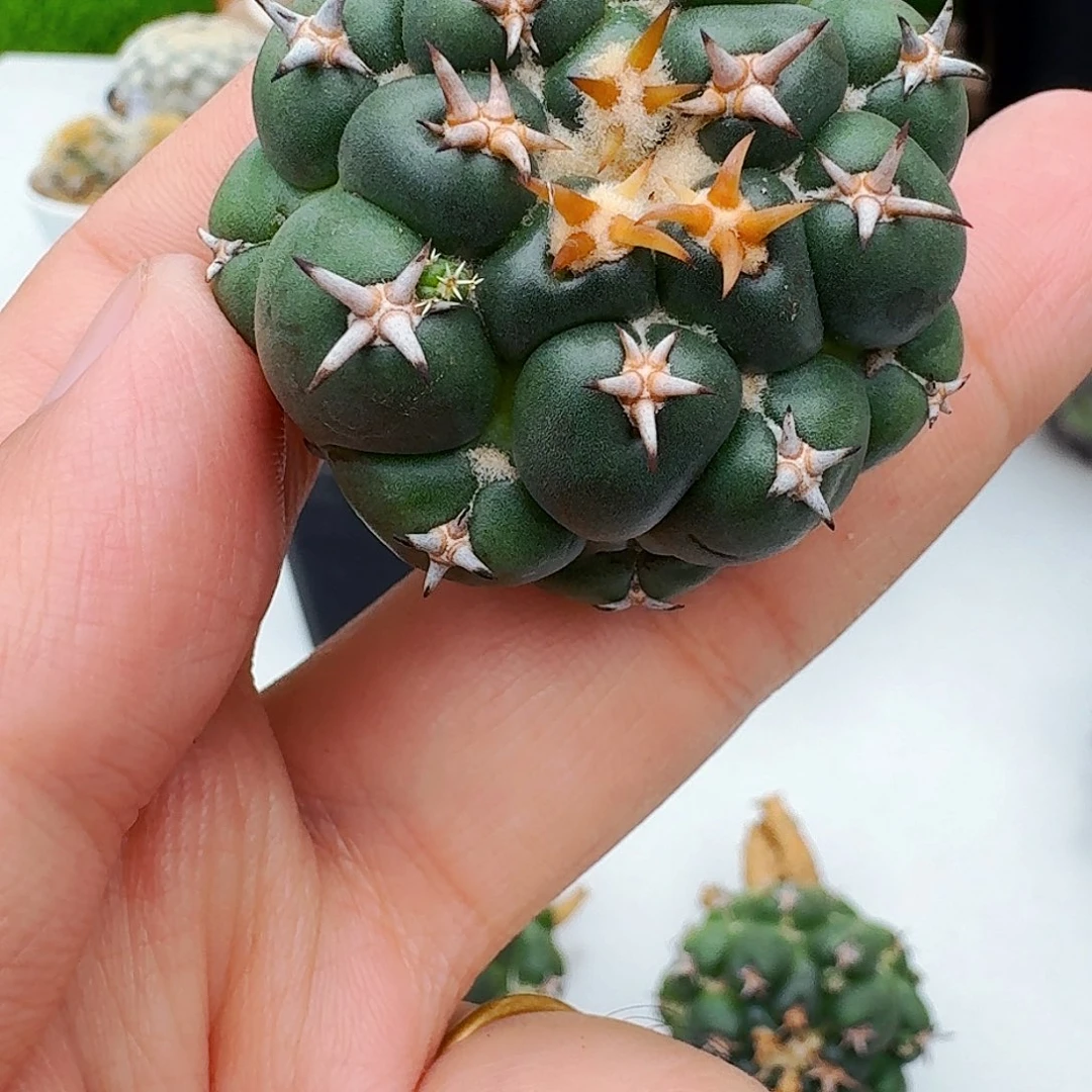 安***妮直播间,专拍,一颗,象
