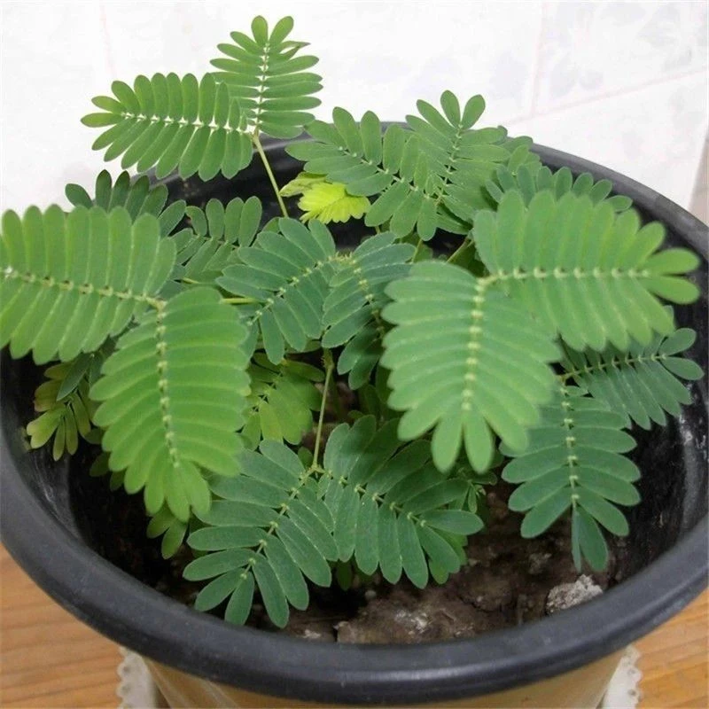 彩叶含羞草种子四季易种含羞草种籽室内外阳台盆栽奇趣植物