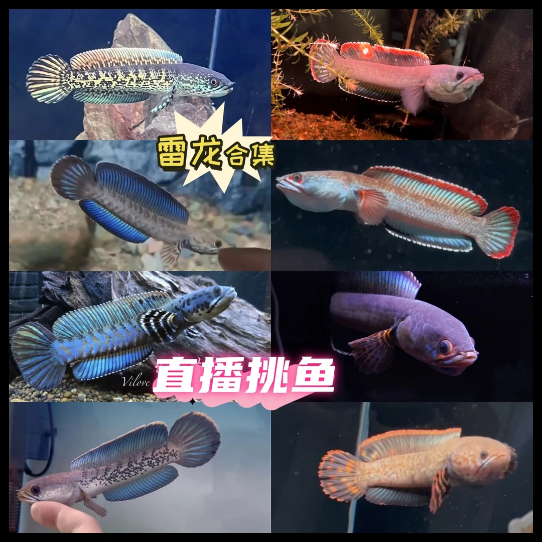 雷龙鱼直播间拍鱼链接/直播间挑鱼/一鱼一拍/私自下单发鱼卡