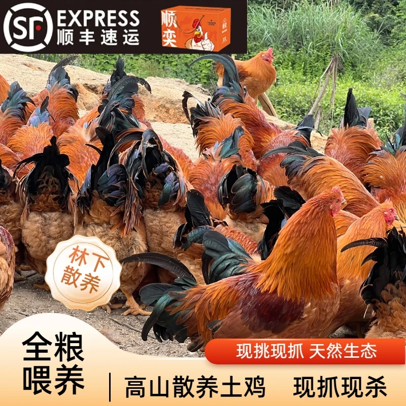 【180天土阉鸡】毛重4.8-5.8斤 粮食喂养 肉质紧实 皮脆肉甜 顺丰次日达 现宰现发烧烤食材