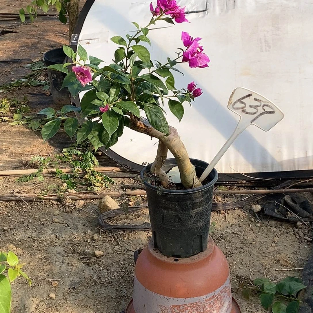 大部分开放少量花苞六翼天使639