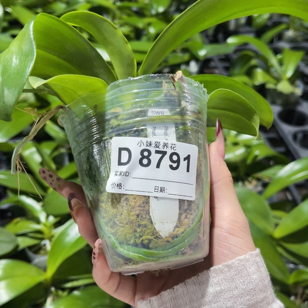 馨***无花朵蝴蝶兰原生