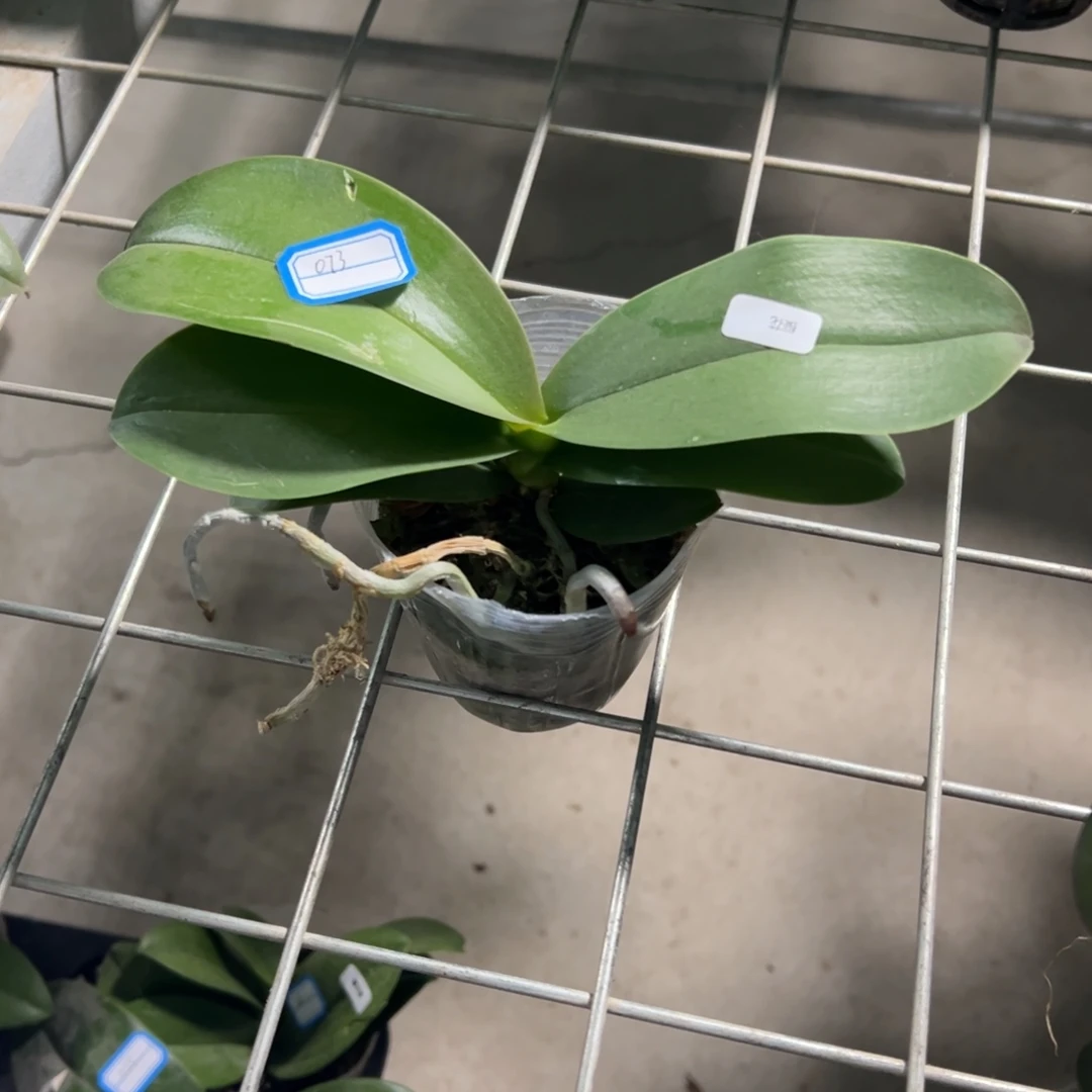 当前无花栽培后可以开花073樱花处理破损苗不售后请凑单