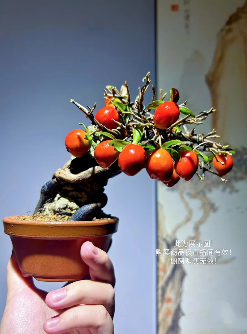 老鸦柿盆景绿植花卉盆景艺术盆景素材