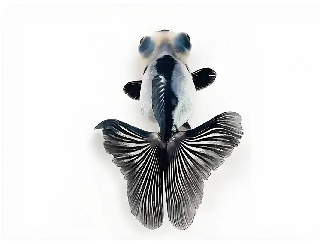 熊猫蝶4-5公分左右冷水淡水鱼（8条）