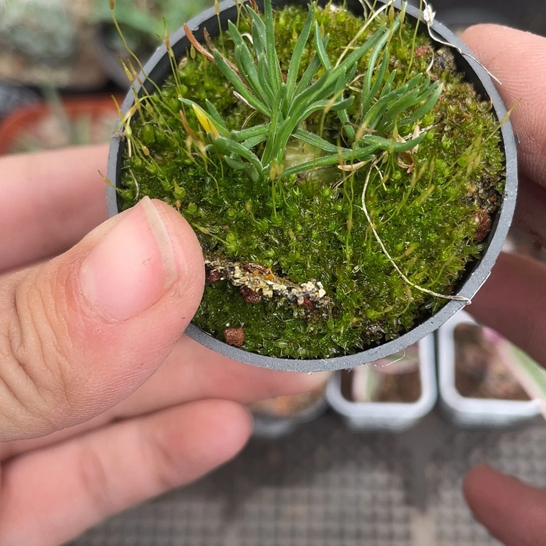 893迷你海葱小号块根