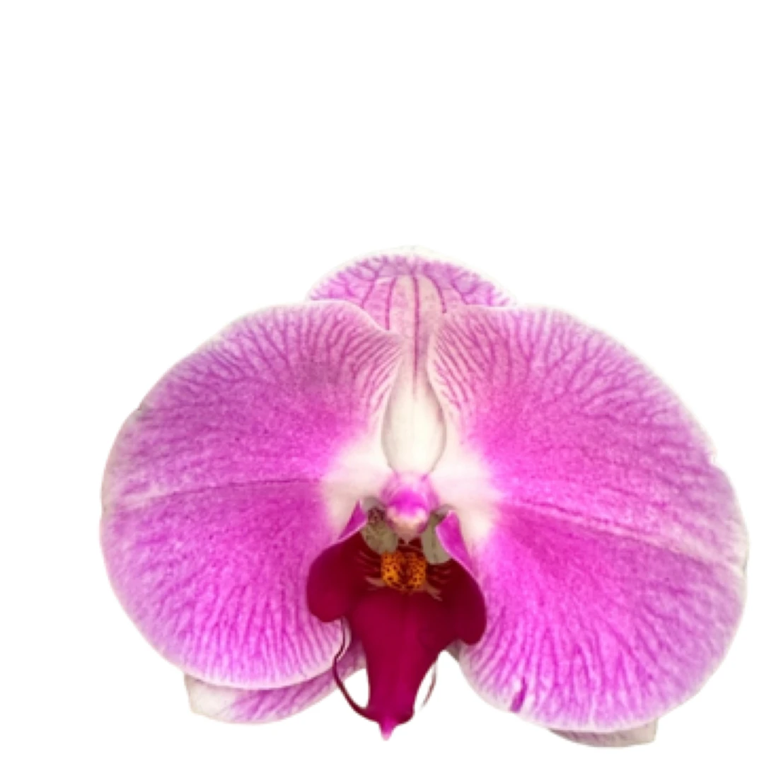 直播间1号链接带花带盆组好发货同城配送到家