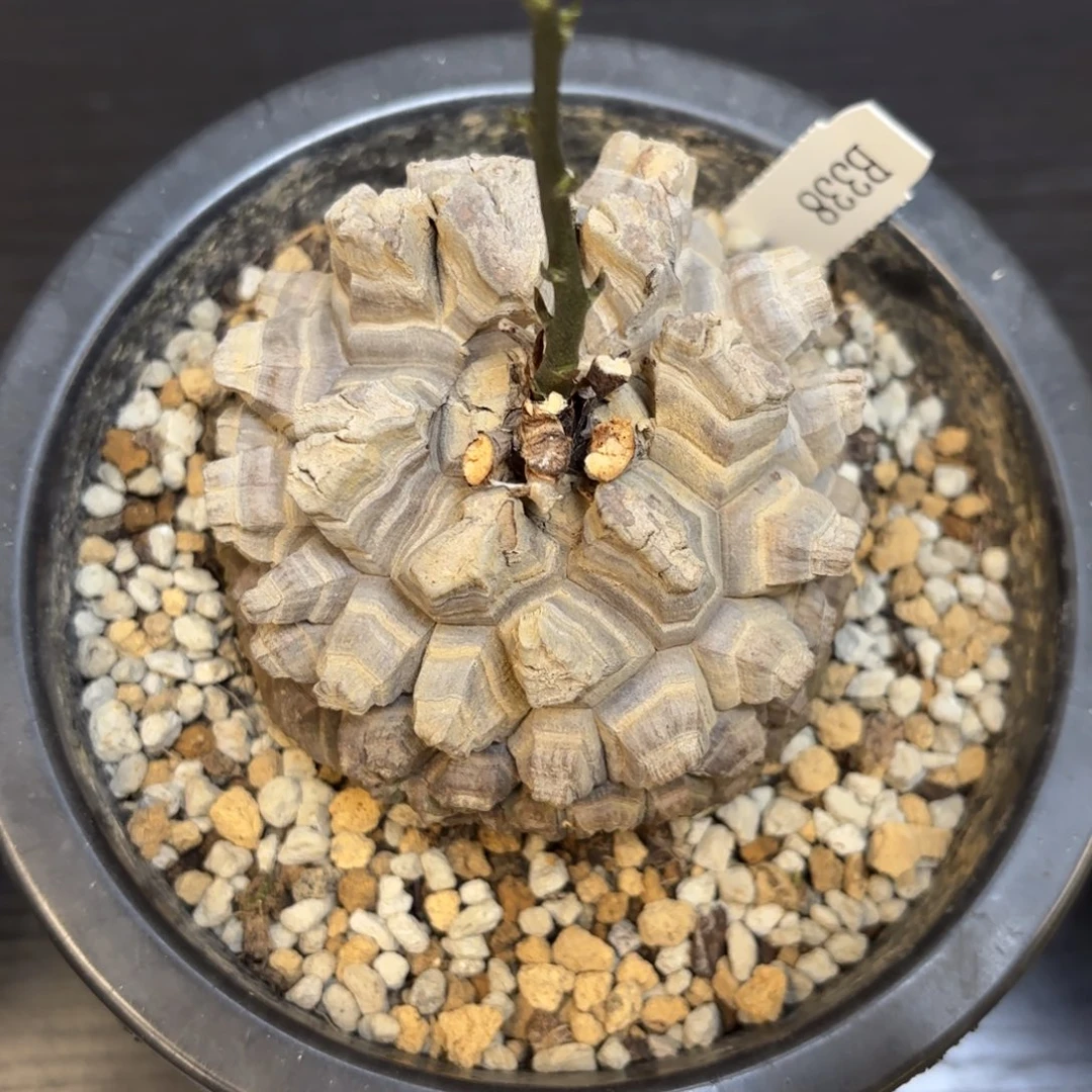 5号龟甲龙带盆包邮