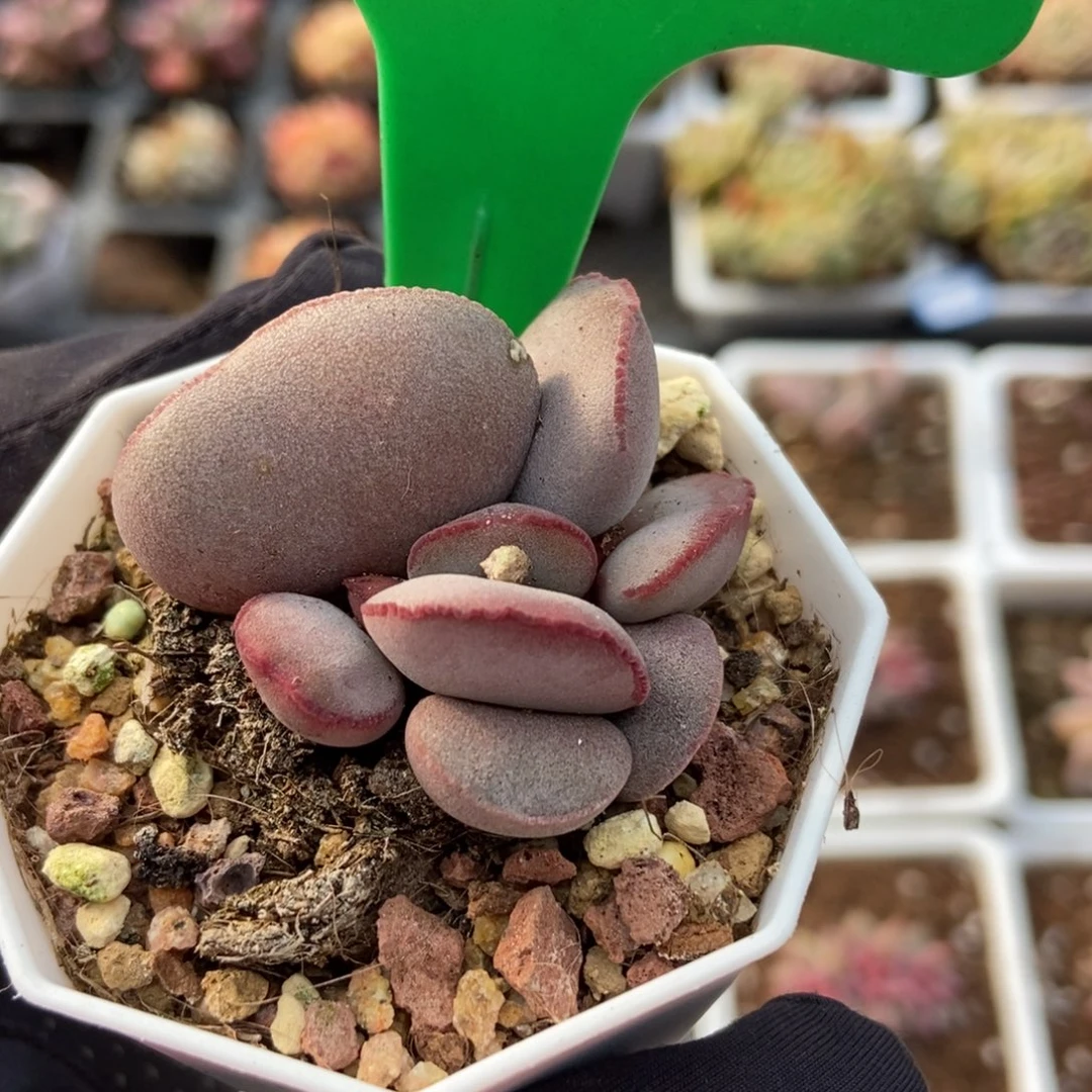 1648红蛋多肉植物保护