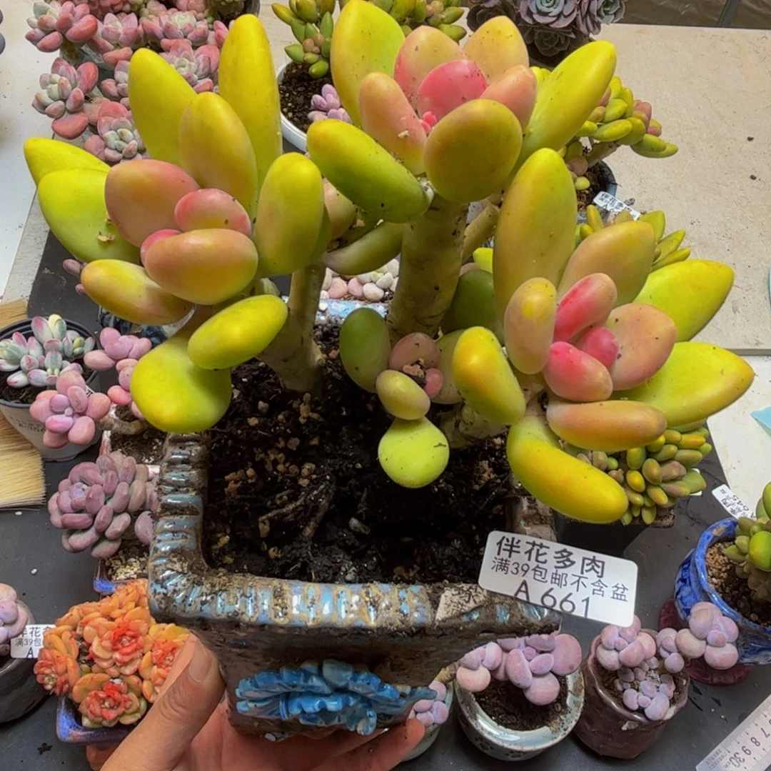 661芒果奶15cm多肉