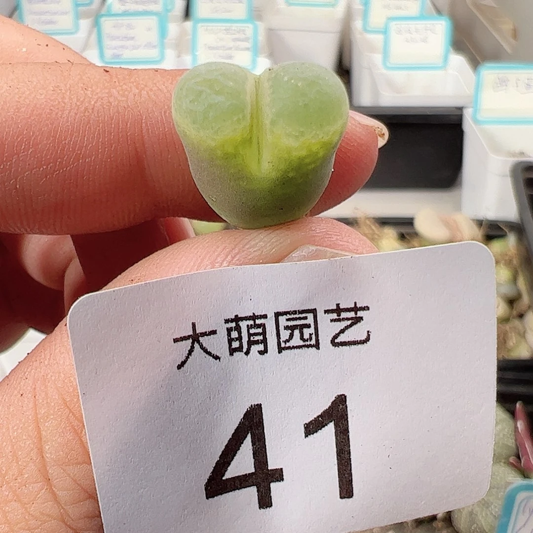 000041 莉迪亚小雀斑一物一拍