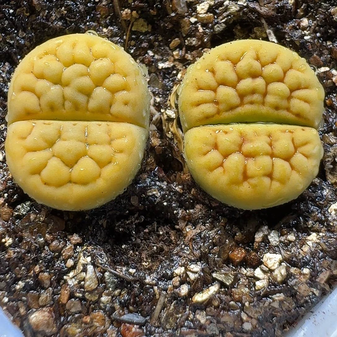生石花111111。   267