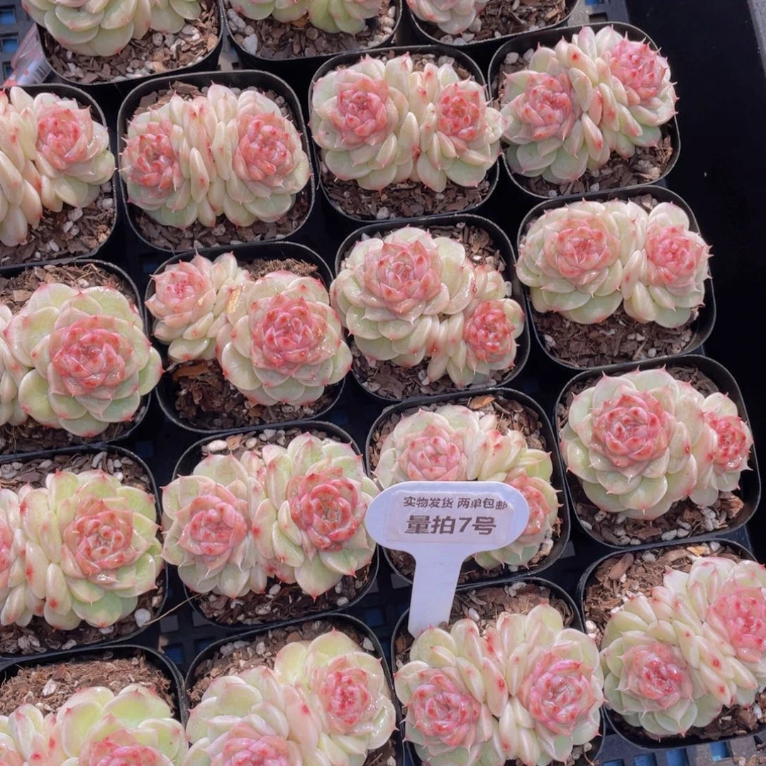 量拍7号圆叶睫毛荧石珍妮双头一个